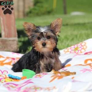 Ollie, Yorkie Puppy